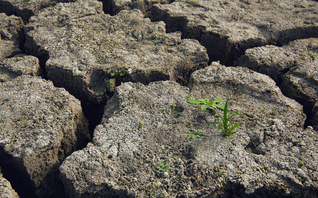 Worsening droughts could increase arsenic exposure for some Americans